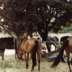 Escursioni a Cavallo