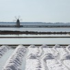 Saline di Marsala e Cantina Donnafugata